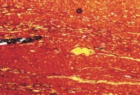 ৬৪০ হাজার বছর ধরে আমেরিকার মাটির নিচে ফুটছে কার্বন সাগর!