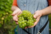 আঙুর তো খান, কিন্তু এই ফলটি খেলে কী হয় তা জানেন?