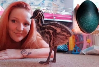 উপহার হিসেবে ডিম পাওয়ার পরে যুবতীর সঙ্গে যে অদ্ভুত ঘটনা ঘটলো!