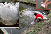 পুকুরে ইলিশ চাষ করে অসাধ্য সাধন
