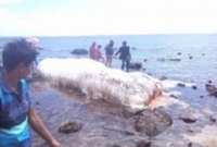  ভূমিকম্পের পর ফিলিপিন্সের সমুদ্র তটে উঠে এল এই অদ্ভূতদর্শন অতিকায় প্রাণী