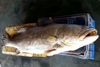 এই মাছের এত দাম! যে কেউ শুনলে ভিরমি খাবেন