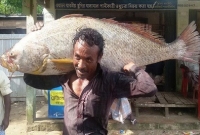 টেকনাফে জালে ধরা পড়ল ১২৫ কেজি ওজনের পোয়া মাছ!