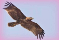 মায়ের হাত থেকে মেয়ের বিয়ের টাকা ছোঁ মেরে নিয়ে গেল ঈগল!