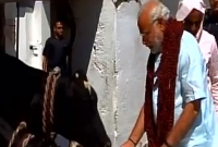 নিজের হাতে গরুকে ঘাস খাওয়ালেন নরেন্দ্র মোদি!