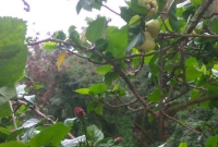 ফুল গাছে ফলল জামরুল ফল! দেখতে পাড়া-প্রতিবেশীরা ভিড় জমাচ্ছে বাড়িতে, তাজ্জব বাড়ির বাসিন্দারাও