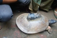 তালায় স্যাটেলাইট ট্রান্সমিটার যন্ত্রযুক্ত কচ্ছপ উদ্ধার