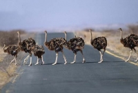 পাকিস্তানে দরিদ্র মুসলিমদের সেহরিতে উটপাখির মাংস