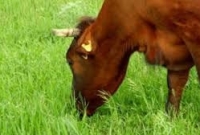 গরুর ঘাস খাওয়া নিয়ে সংঘর্ষ, নিহত ১০