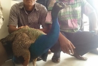 হাতীবান্ধার ভুট্টা ক্ষেত থেকে ময়ূর উদ্ধার