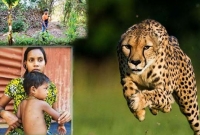 জীবন বাজি রেখে চিতা বাঘের মুখ থেকে সন্তানকে বাঁচালেন মা