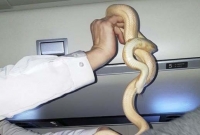 হঠাৎ পাইলটের ঘোষণা 'যাত্রীগণ-বিমানের ভেতর সাপ আছে'