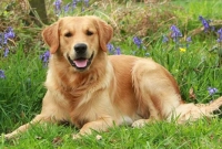 হবিগঞ্জে নিখোঁজের ২ দিন পর বালি খুঁড়ে লাশ বের করলো কুকুর!