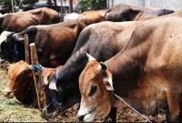 বিজেপি ক্ষমতায় আসলেও গোহত্যা নিষিদ্ধ হবে না মিজোরাম, মেঘালয় এবং নাগাল্যান্ডে