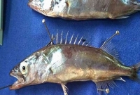 বঙ্গোপসাগরে নতুন প্রজাতির মাছের সন্ধান!