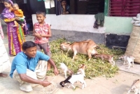  এক ছাগলের ছয় বাচ্চা!