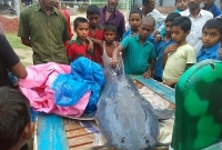  তিস্তায় ধরা পড়া ৫০ কেজির বাঘা আইড় মাছ বিক্রি হলো ৫০ হাজার টাকায়!