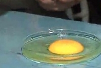  প্লাস্টিকের ডিম নিয়ে আতঙ্কে মানুষ, কীভাবে চিনবেন আসল-নকল ?