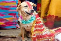 ট্রেন ভাড়া করে আনা হয়েছিল ২৫০টি কুকুর-বরযাত্রীকে!