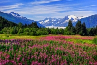 যুক্তরাষ্ট্রের কাছে আলাস্কা অঞ্চল ফেরত চায় রাশিয়া