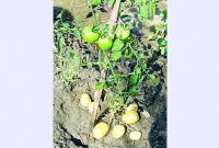 একই গাছে মাটির নিচে ফলবে আলু আর মাটির ওপরে ডালে ঝুলবে টমেটো!