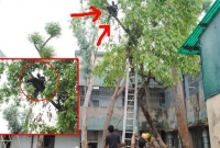 ইঞ্জেকশনের ভয়ে গাছের মগডালে রোগী! উদ্ধারে ফায়ার সার্ভিস