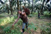 তাহলে কপাল খুলতে যাচ্ছে মালয়েশিয়ায় কর্মরত বাংলাদেশি শ্রমিকদের!