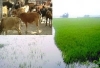 কৃষকের পিঠ দেয়ালে, গরু বিক্রি হচ্ছে পানির দামে!