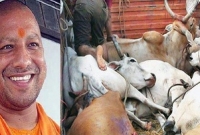 যোগীর রাজ্যেই না খেতে পেয়ে মরল দেড়শ’ গরু!