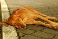 কুকুরকে বাঁচাতে বেধড়ক মার খেলেন এক ব্যক্তি!