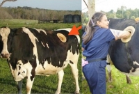 গরুর পেটে অদ্ভুত ছিদ্র,  ঢুকে যাচ্ছে মানুষের হাত! কী হচ্ছে এ ভাবে