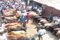 এবার ২৫ টি স্থানে বসবে কোরবানির পশুর হাট