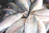  ‘ইলিশ নিয়ে বসে আছি, দেখছেন ক্রেতা’