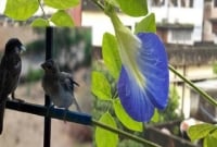 স্বর্গীয় আভা