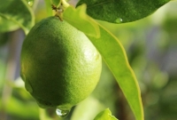  একটি পাতিলেবুর দাম ২৭ হাজার টাকা! কারণ জানলে অবাক হবেন