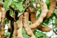 তেঁতুলের ৬টি পার্শ্ব প্রতিক্রিয়া