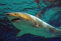 করোনার ভ্যাকসিন বানাতে প্রাণ যাবে লাখ লাখ হাঙরের