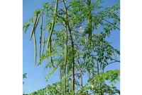 খানসামায় ডাটা সব্জি হিসেবে সজিনা   