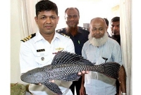 কাপ্তাই হ্রদে বিরল প্রজাতির মাছ!