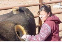 গরুর পেটে অদ্ভুত ছিদ্র দেখে আপনিও বিস্মিত হবেন! কিন্তু কেন?