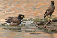 ভারতে প্রচণ্ড দাবদাহে ৩৭ জনের মৃত্যু