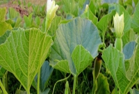 জেনে নিন লাউ শাকের যত উপকারিতা