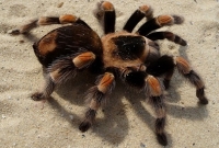 মাকড়সার ভয়ে ঘরছাড়া গ্রামবাসী!