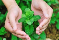  জেনে নিন, পুদিনা পাতার ১০ গুণাবলী