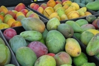 আম বেশি খেলে কী হয় জানেন?