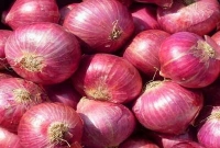 শ্বশুরবাড়িতে মিষ্টির পরিবর্তে পেঁয়াজ নিয়ে হাজির জামাই, মহাখুশি শ্বশুরবাড়ির লোকজন