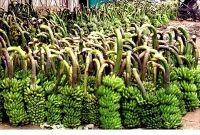 ঝালকাঠির কলার কদর দেশে ও বিদেশে