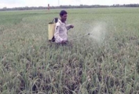 খানসামার ধানক্ষেতে গলাপচা রোগে বেহাল কৃষক