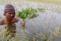 `সব তলিয়ে গেছে, এখন আর রোদ উঠে লাভ কী?' `সব তলিয়ে গেছে, এখন আর রোদ উঠে লাভ কী?'