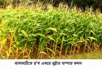 ঝালকাঠিতে ছ’শ একরে ভুট্টার বাম্পার ফলন